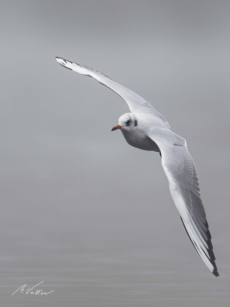 Lachmöwe (Chroicocephalus ridibundus) im Flug