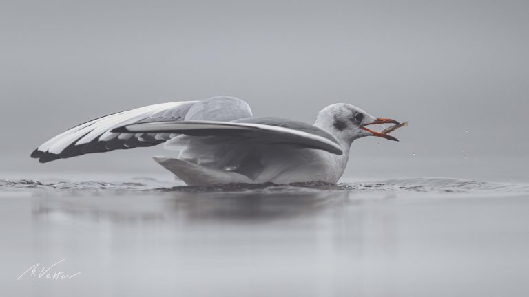 Lachmöwe (Chroicocephalus ridibundus) mit Fisch