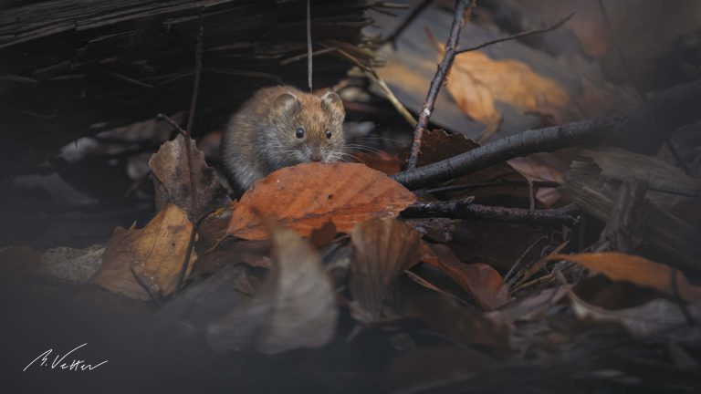 Maus zwischen Blättern im Wald