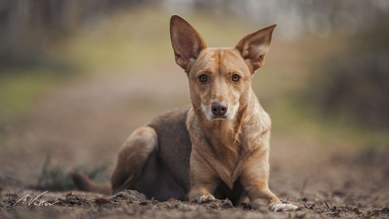 Podenco - Mix (Juli)