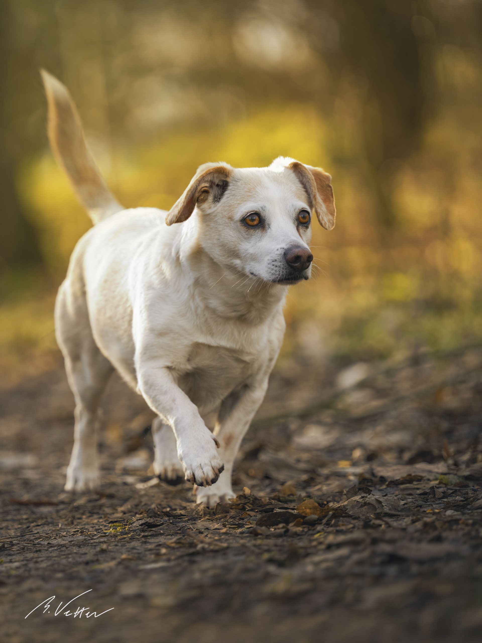 Dackel – Jack Russel Mix (Momo)