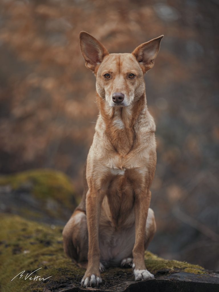 Podenco - Mix (Juli)