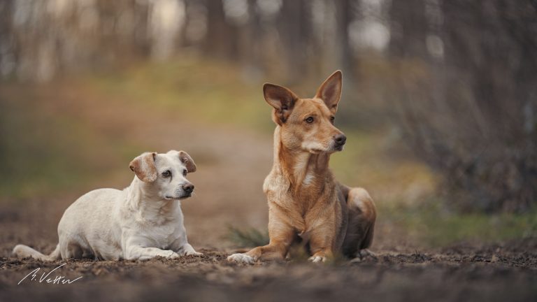 Dackel – Jack Russel Mix (Momo) & Podenco – Mix (Juli)