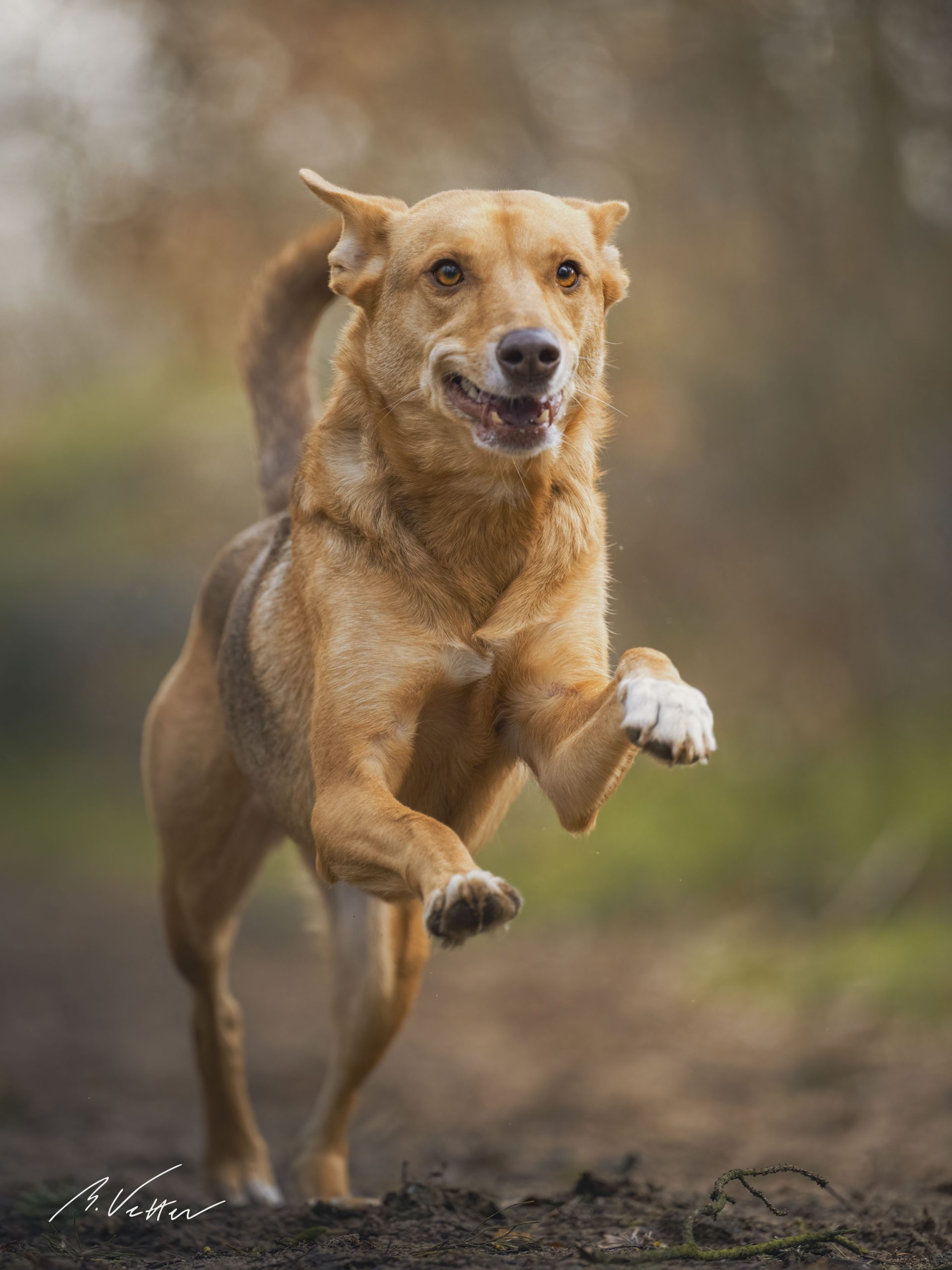 Podenco – Mix (Juli)