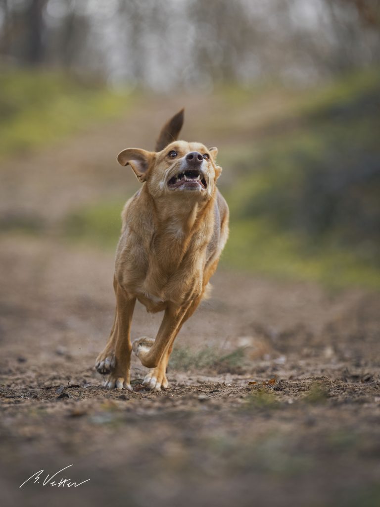 Podenco – Mix (Juli)