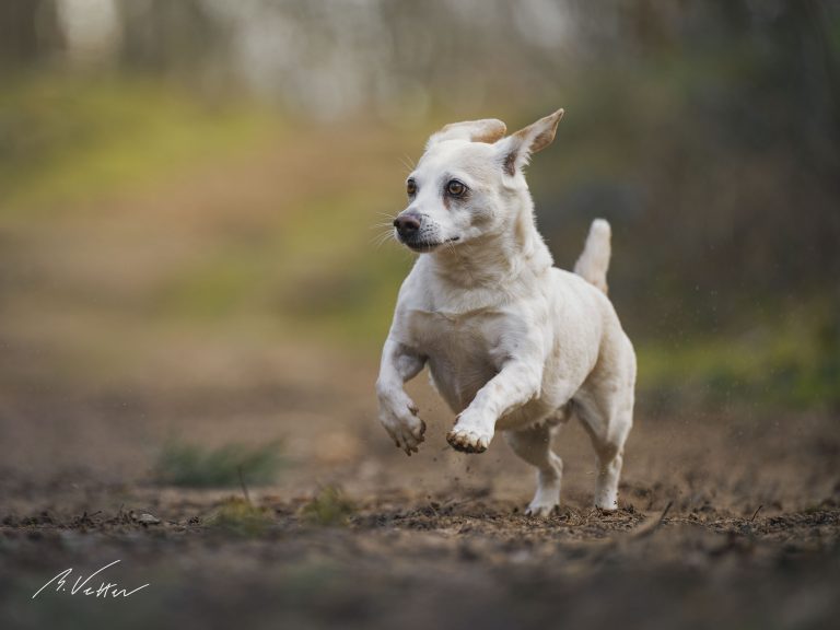 Dackel – Jack Russel Mix (Momo)