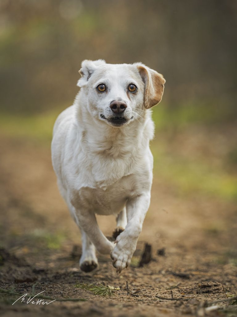 Dackel – Jack Russel Mix (Momo)