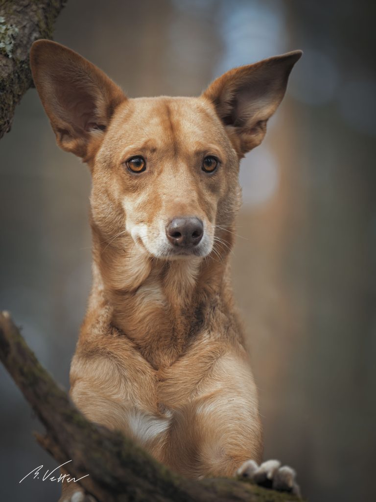 Podenco - Mix (Juli)