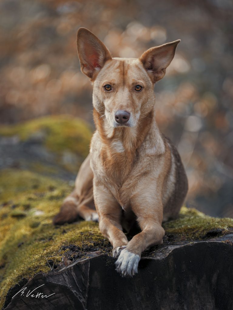 Podenco – Mix (Juli)