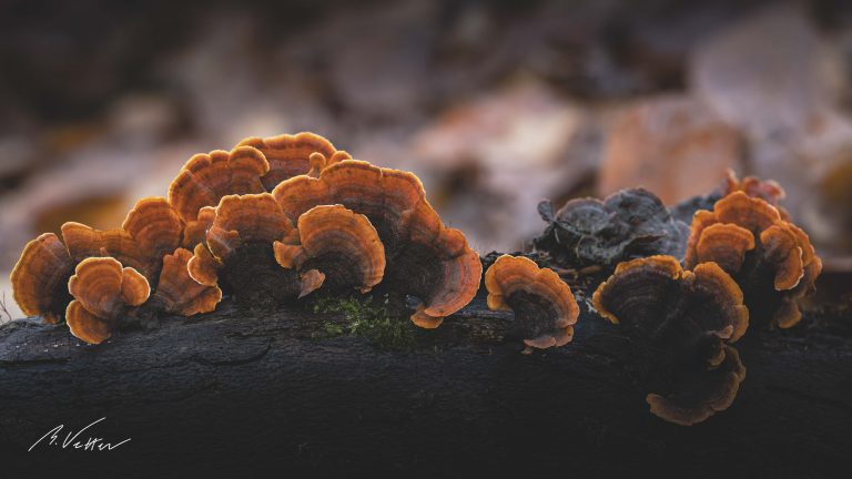 Pilze an einem Baumstamm, orange