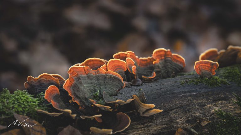 Pilze an einem Baumstamm, orange