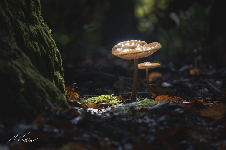 Pilze im Herbst zwischen Blättern