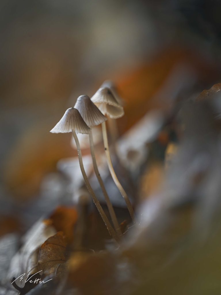 Pilze im Herbst zwischen Blättern