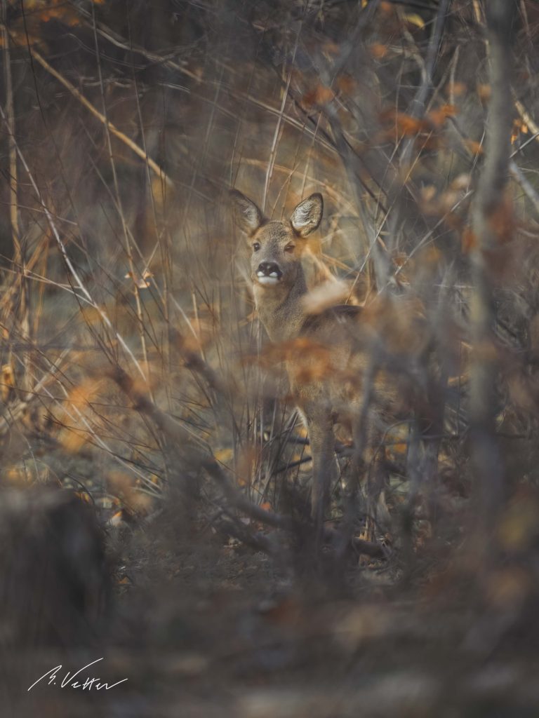 Reh (Capreolus capreolus)