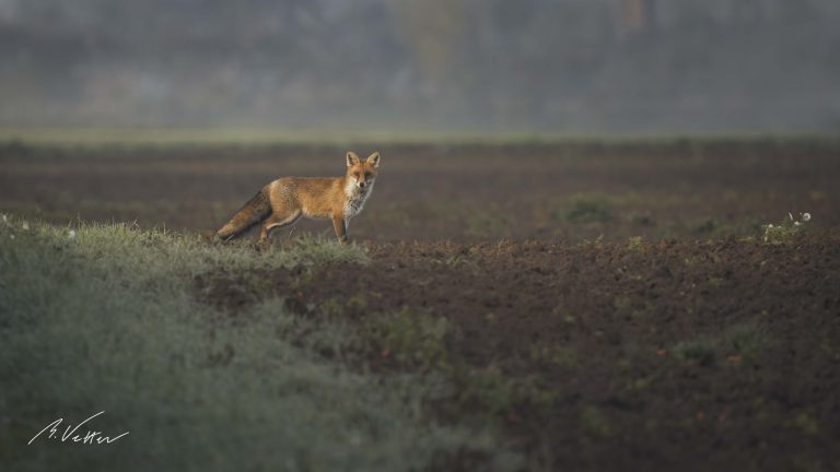 Rotfuchs (Vulpes vulpes) auf einem Feldweg