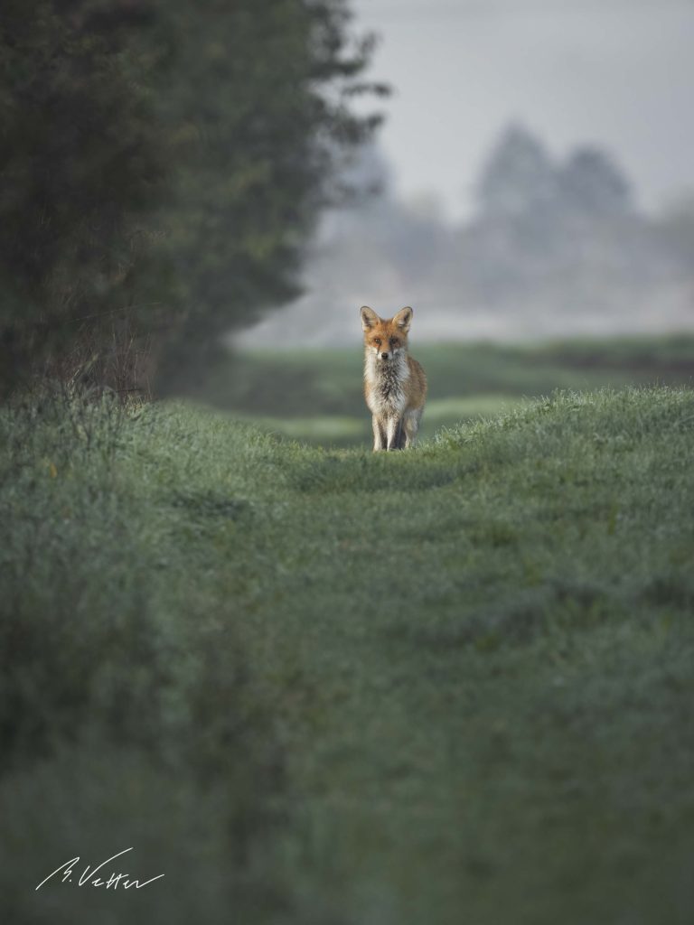 Rotfuchs (Vulpes vulpes) auf einem Feldweg