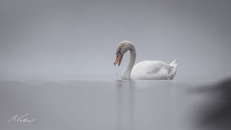 Schwan (Cygnus) im Nebel