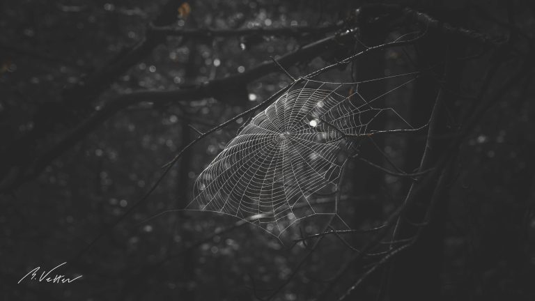 Spinnennetz im Wald, düster, grau