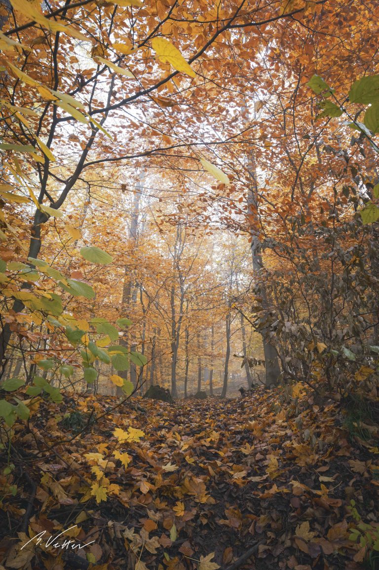 Wald im Herbst, bunt