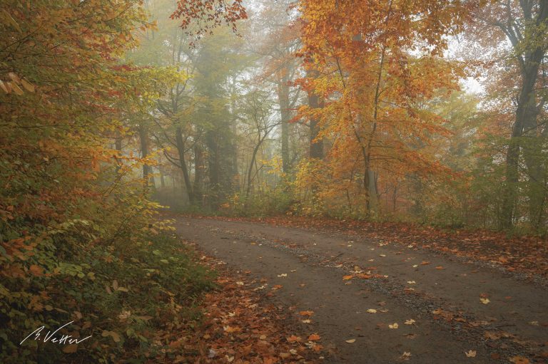 Wald im Herbst