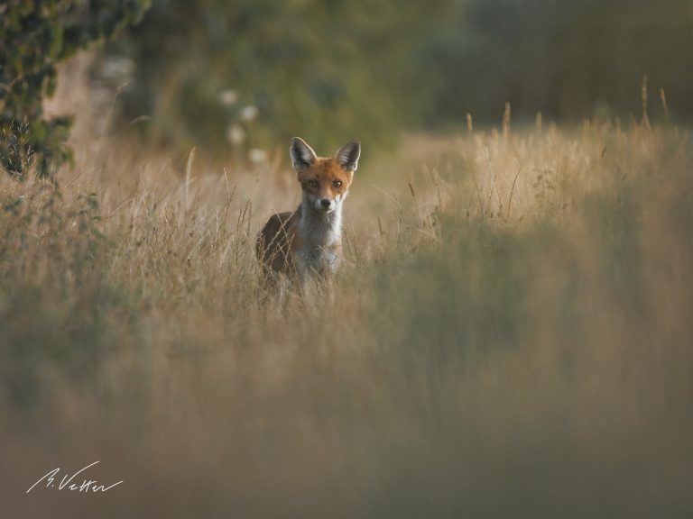 Rotfuchs (Vulpes vulpes)