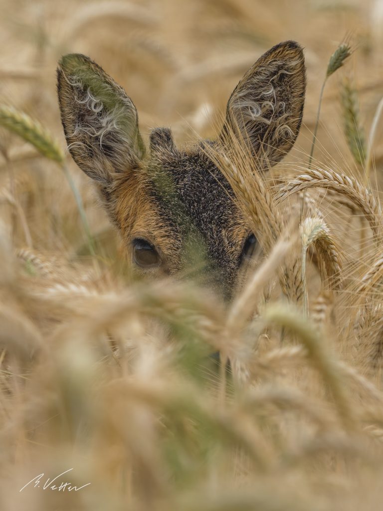 Reh (Capreolus capreolus)