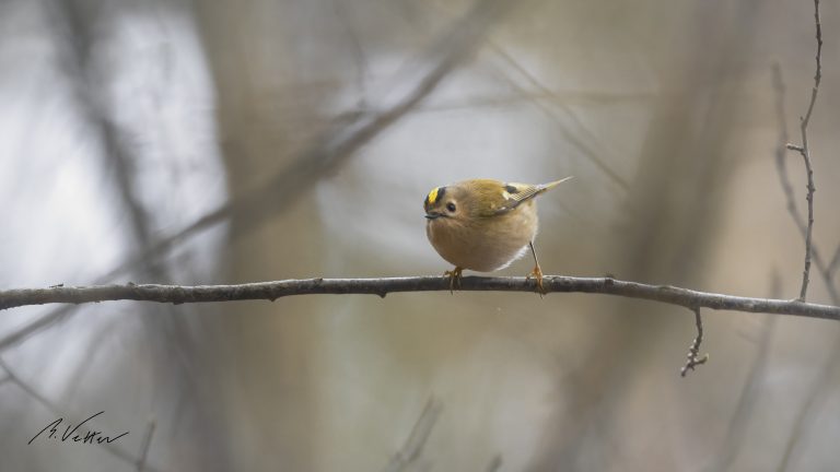 Wintergoldhähnchen (Regulus regulus)