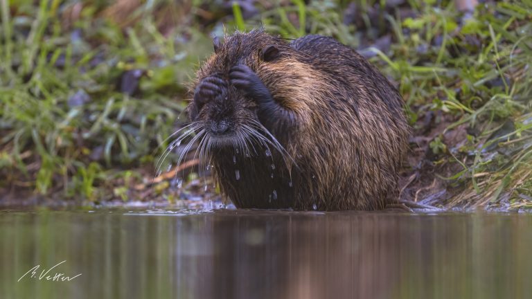 Nutria (Myocastor coypus)