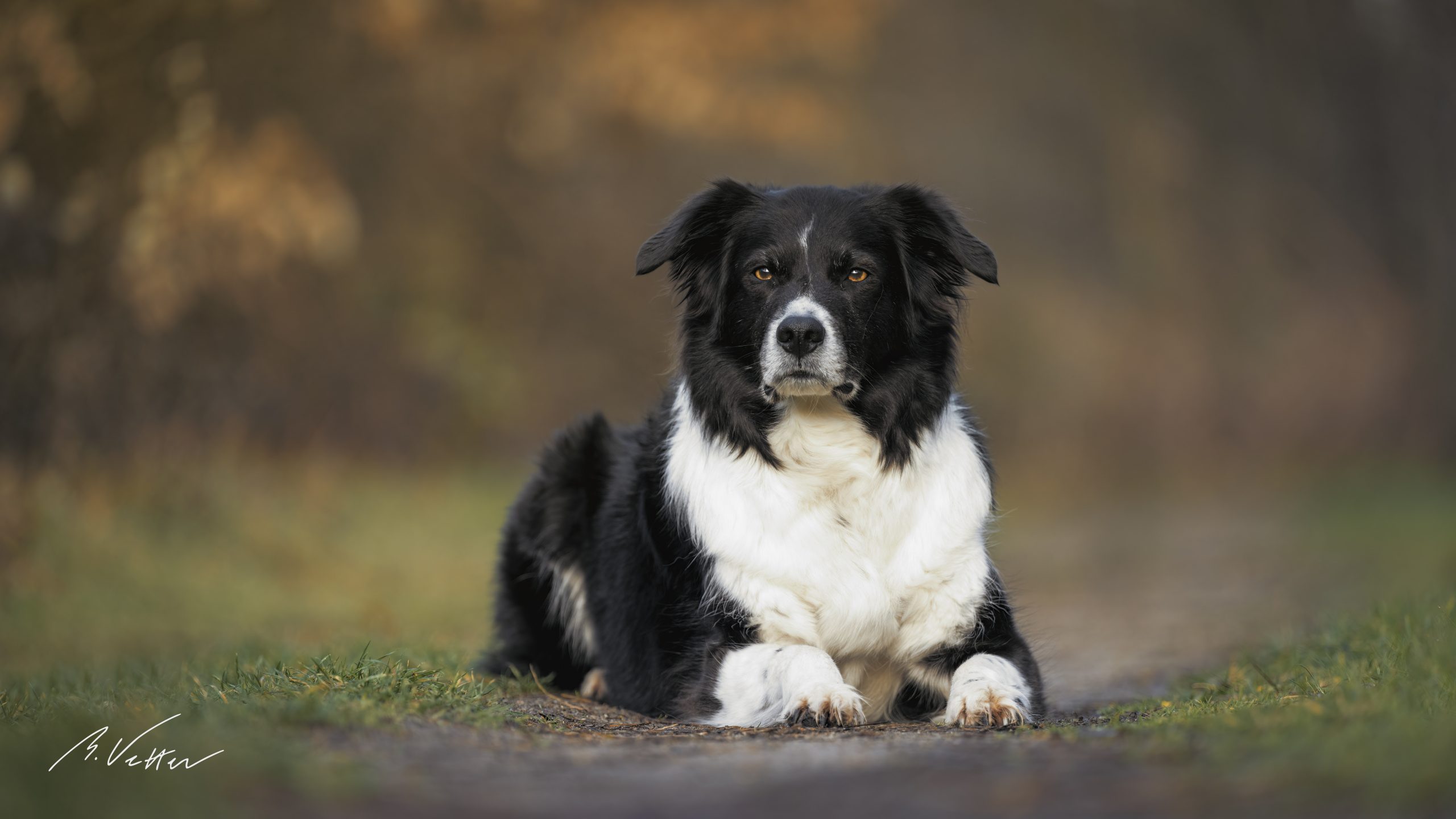 Border Collie-Appenzeller Sennenhund (Balou)