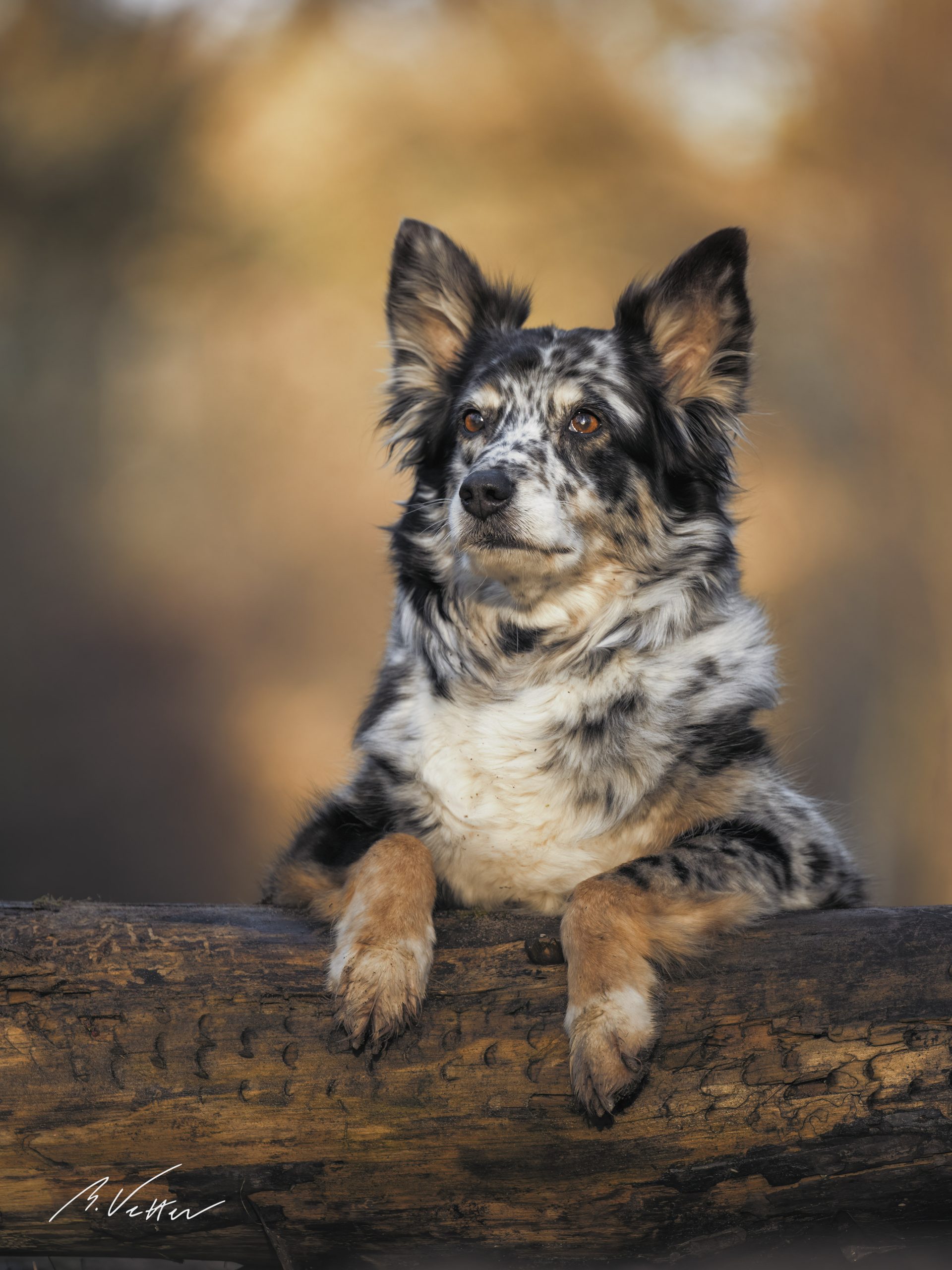 Australien Shepherd (Wickie)