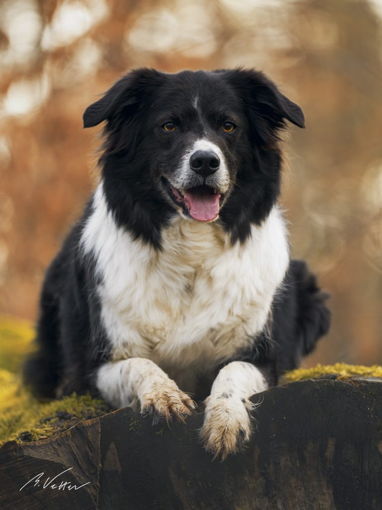 Border Collie-Appenzeller Sennenhund (Balou)