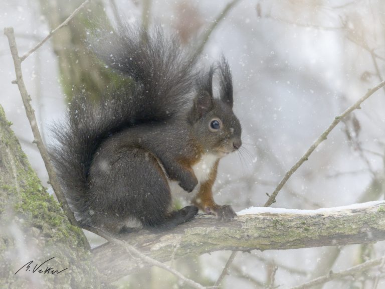 Eichhörnchen (Sciurus)