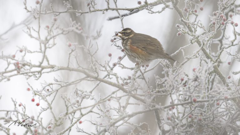 Rotdrossel (Turdus iliacus)