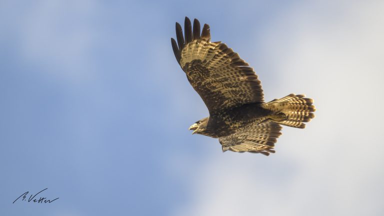 Bussard (Buteo)