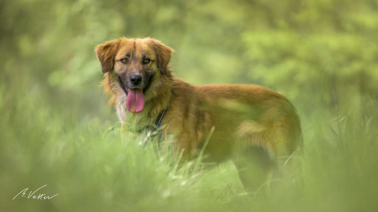 Herdenschutzhund Mischling (Baldur)