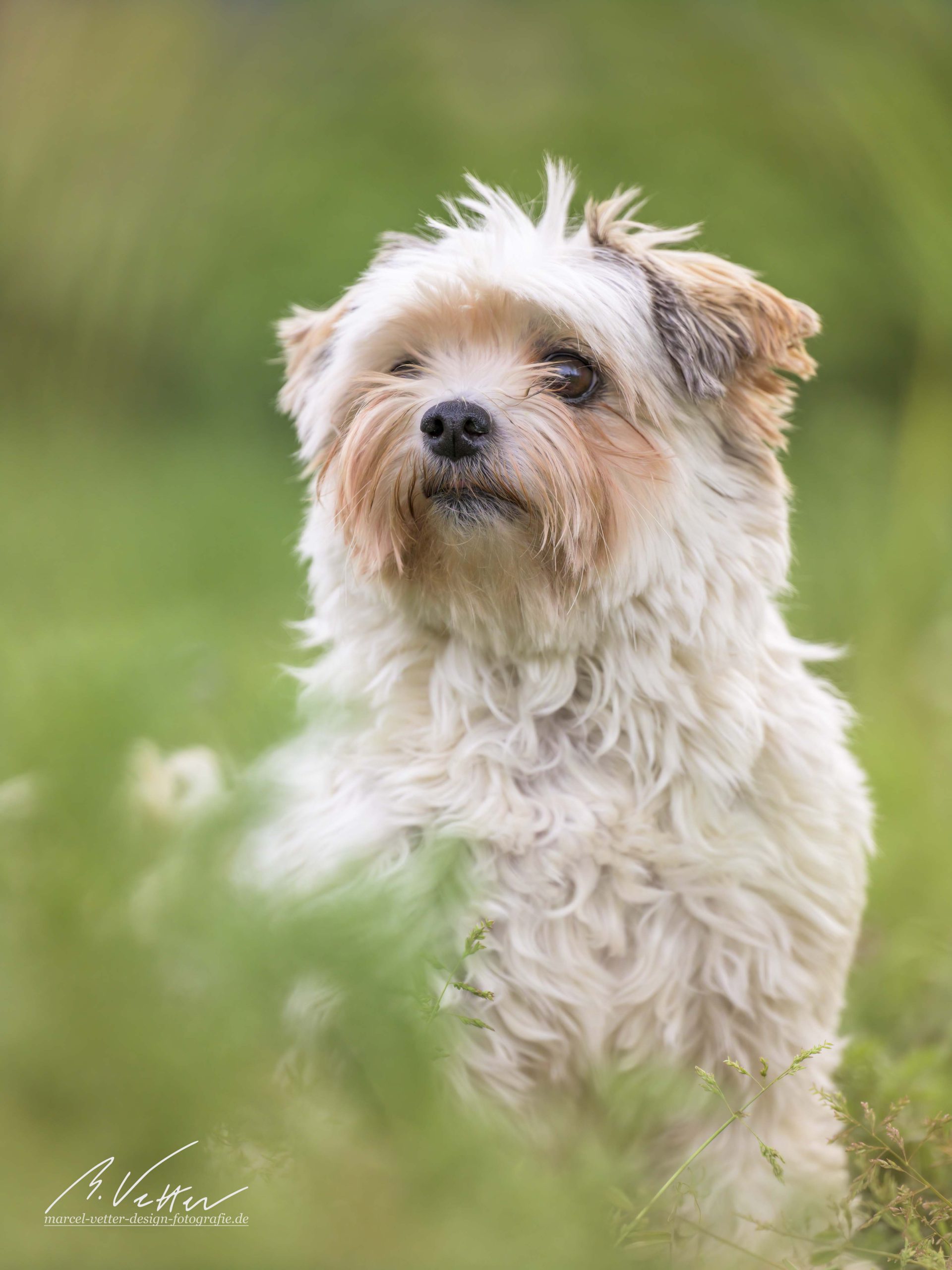 Yorkshire Terrier-Jack Russel Mix (Socke)