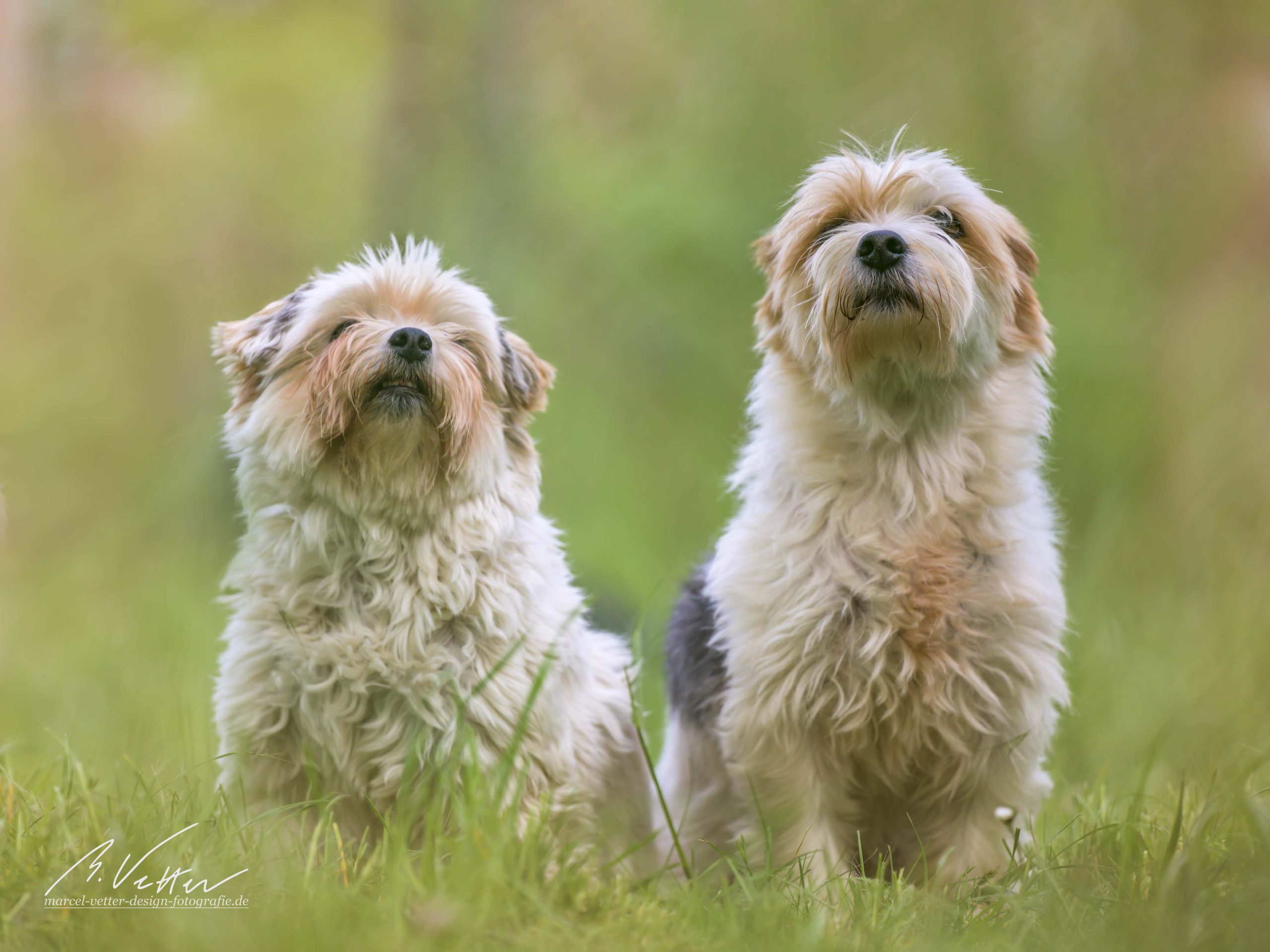 Chihuahua Malteser mix (Cleo) Yorkshire Terrier-Jack Russel Mix (Socke)