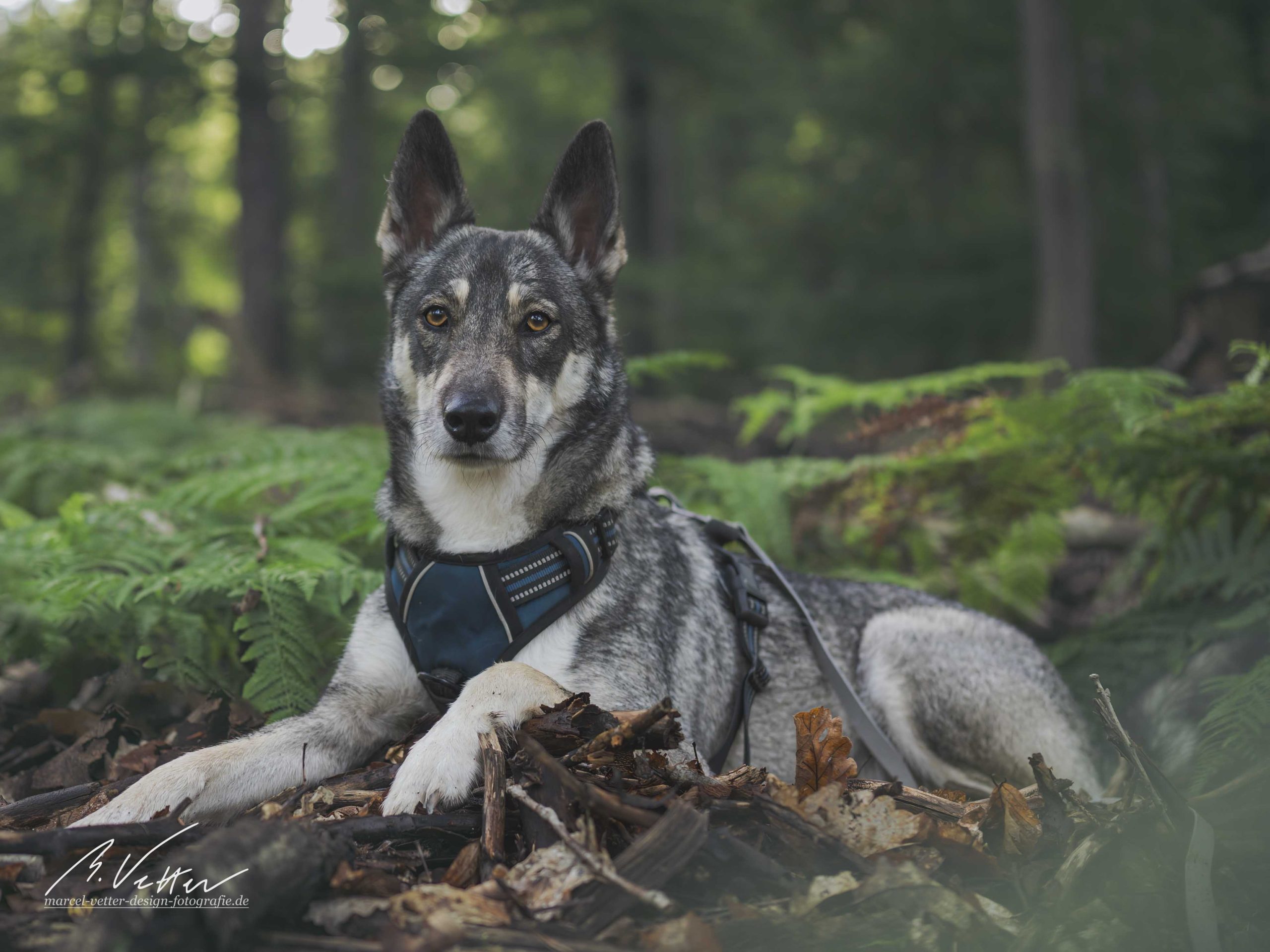 Schäferhund Husky Mix (Kimba)