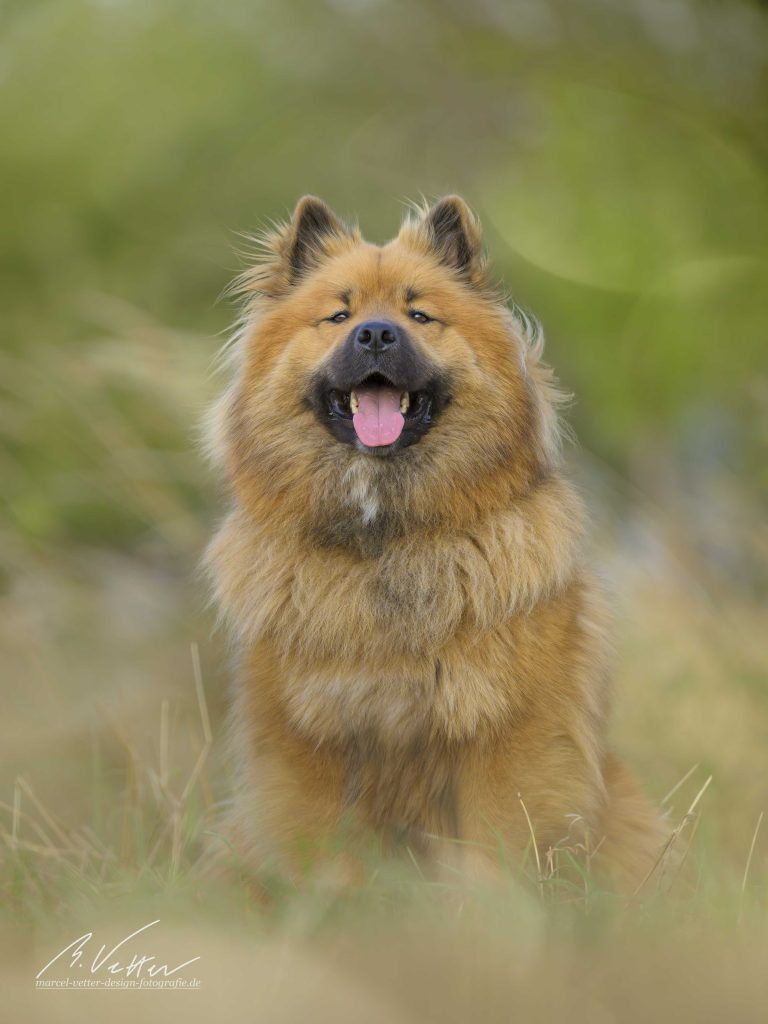 Eurasier (Daryl)