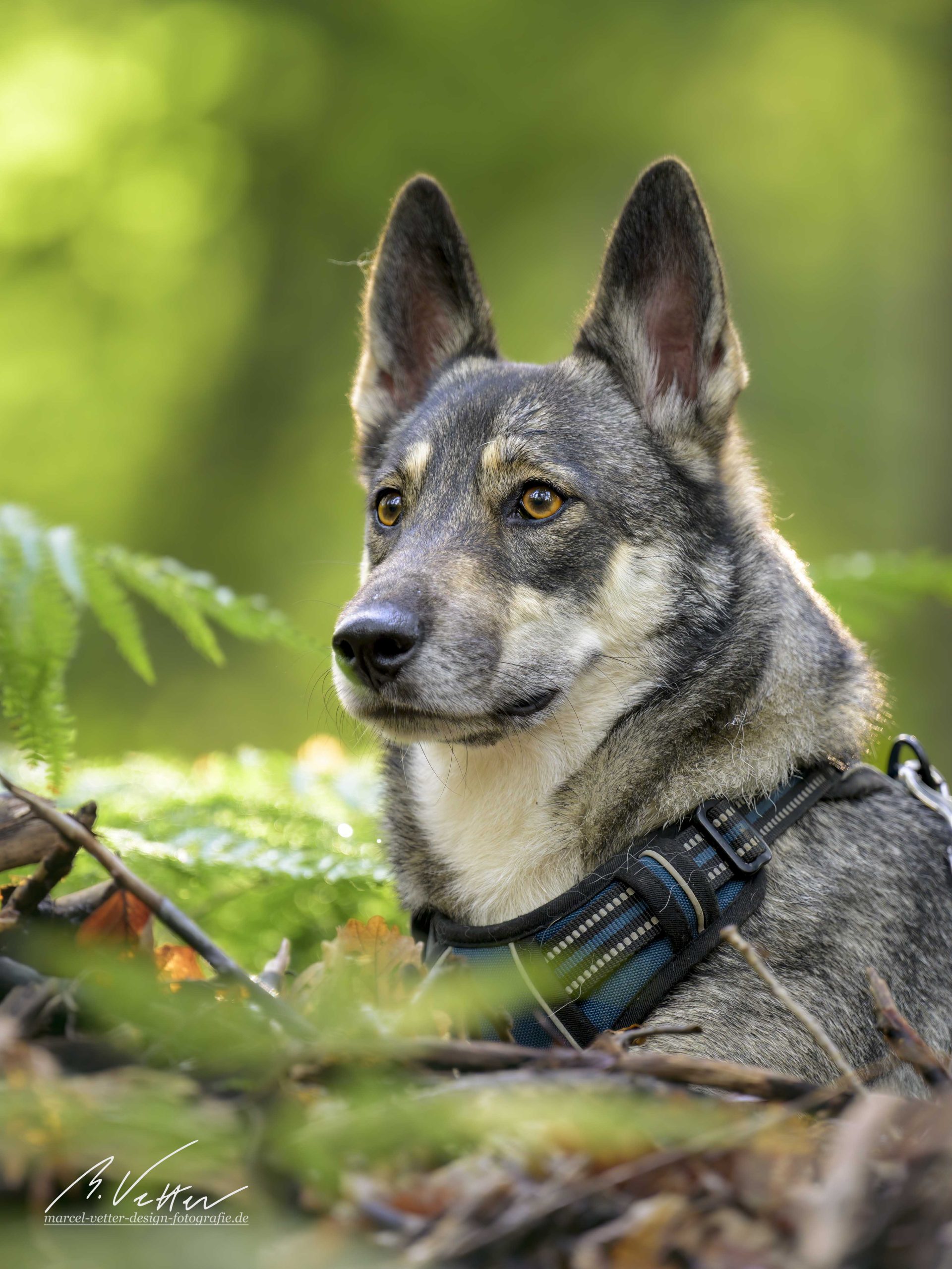 Schäferhund Husky Mix (Kimba)