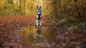 Read more about the article Hundefotografie (Outdoor)