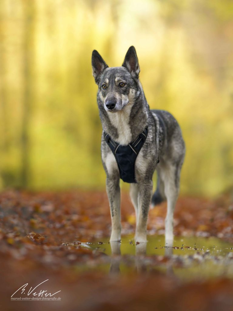 Schäferhund Husky Mix (Kimba)