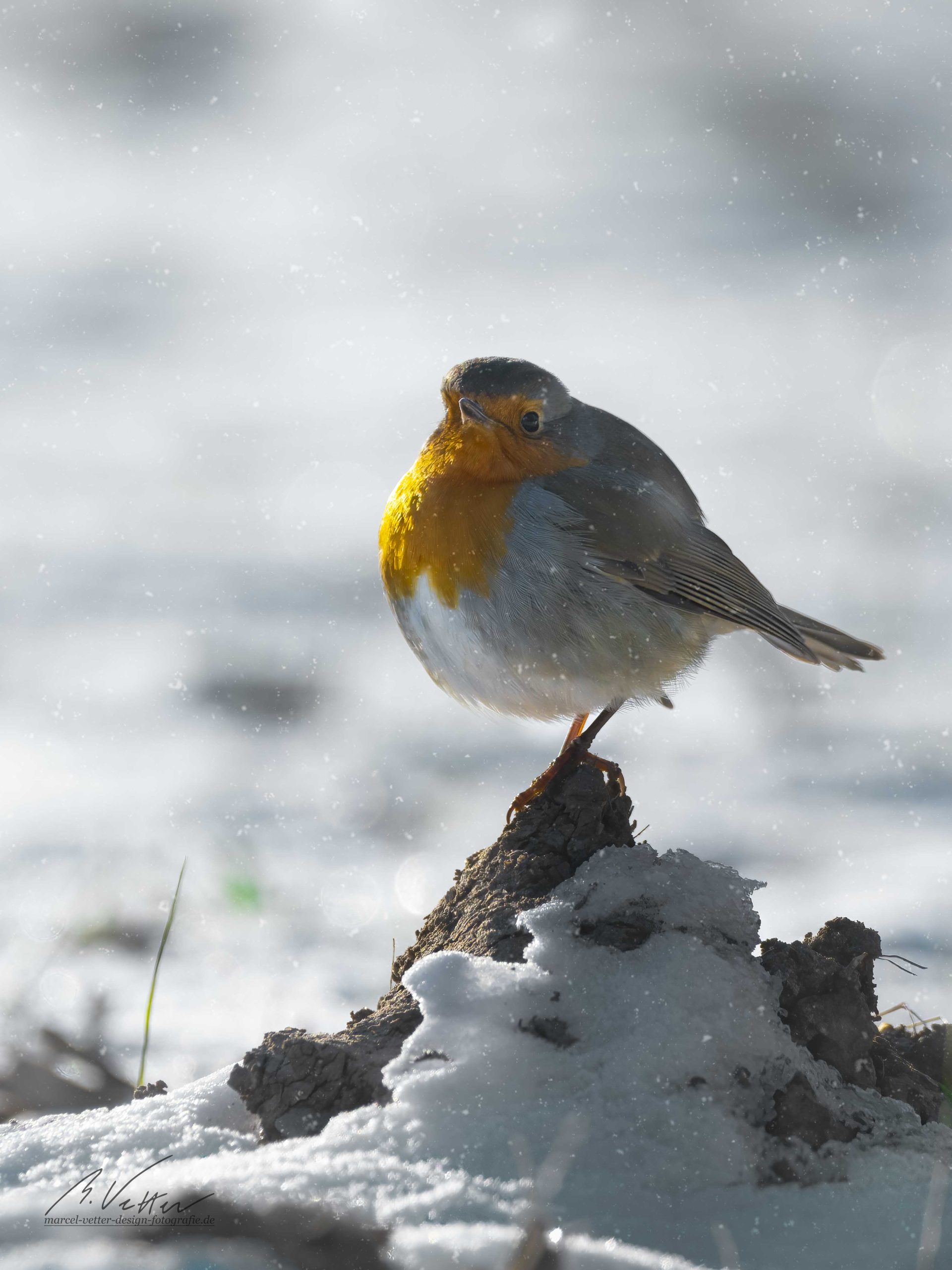 European robin (Erithacus rubecula) playing in the snow