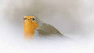 Read more about the article Steckbrief #1: Rotkehlchen (Erithacus rubecula)