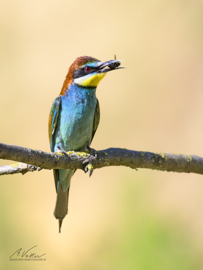 Bienenfresser (Merops apiaster)