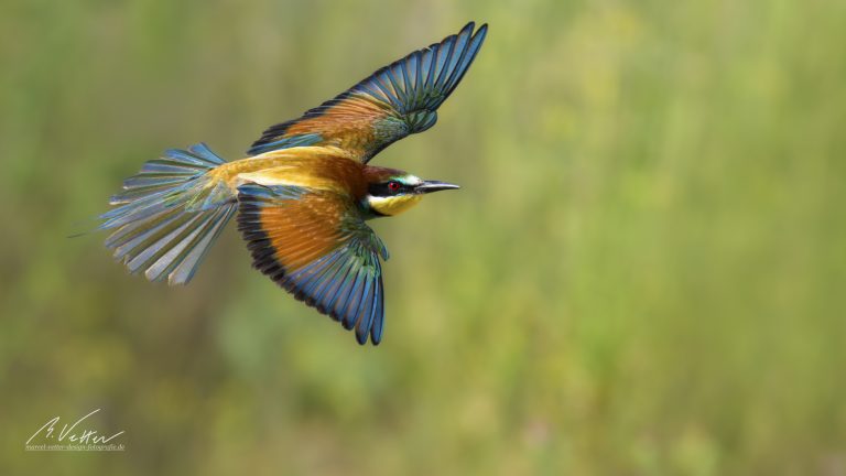 Bienenfresser (Merops apiaster)