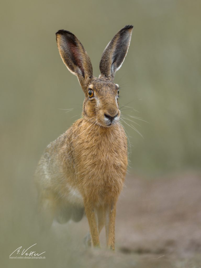 Feldhase (Lepus europaeus)