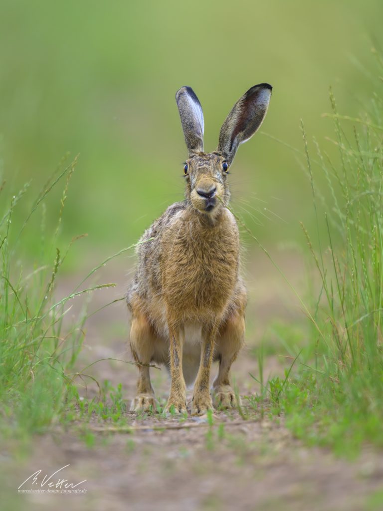 Feldhase (Lepus europaeus)