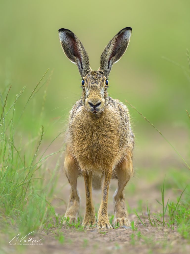 Feldhase (Lepus europaeus)