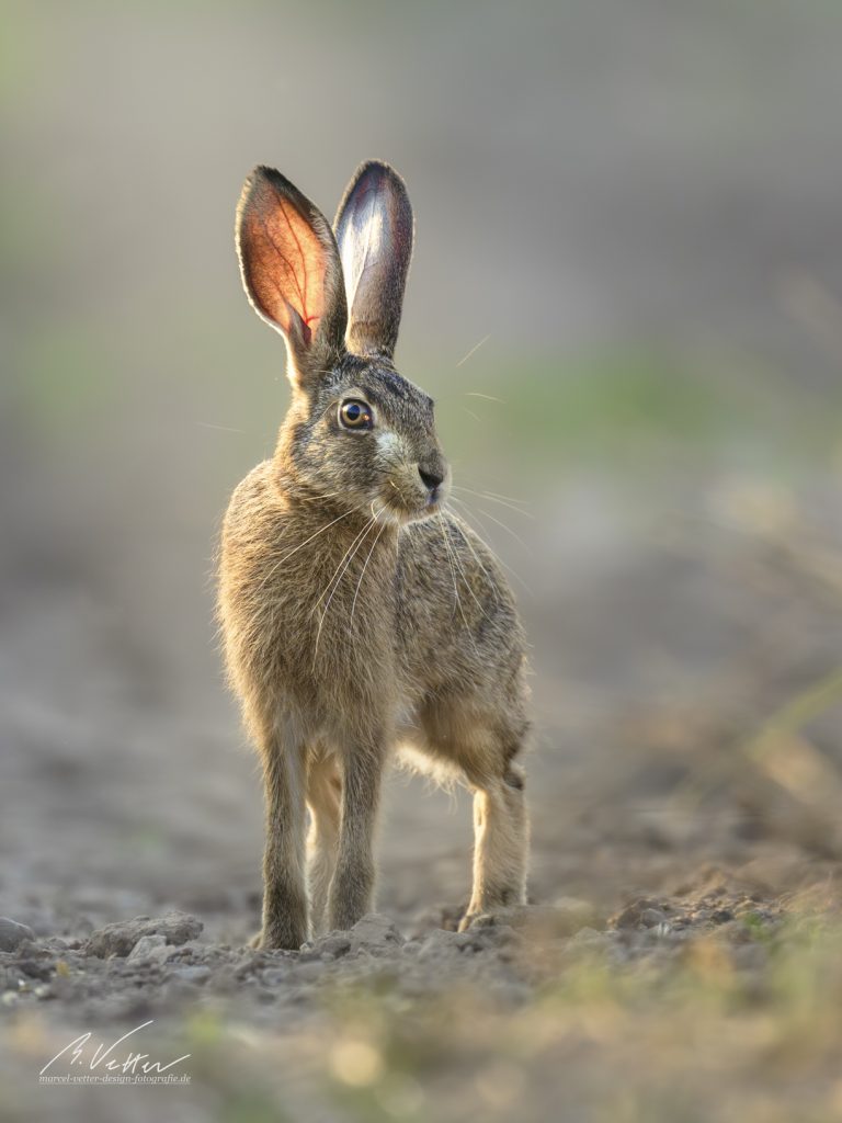 Feldhase (Lepus europaeus)